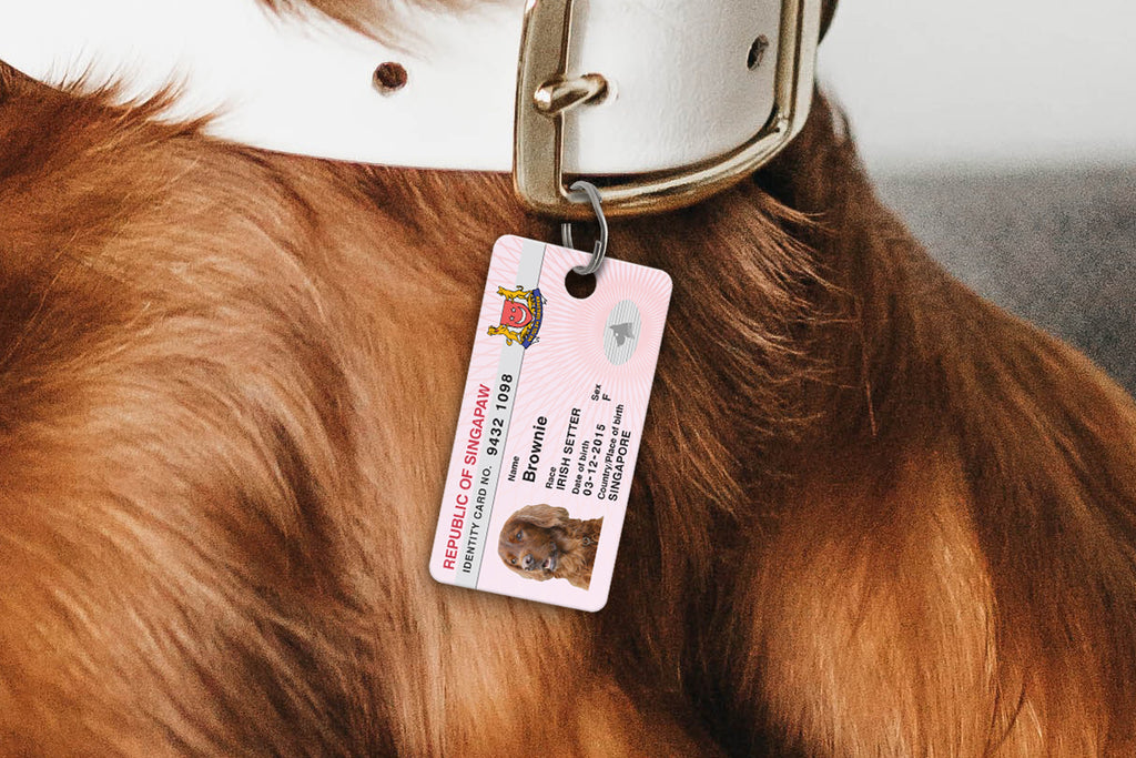 Why pets should have an ID tag